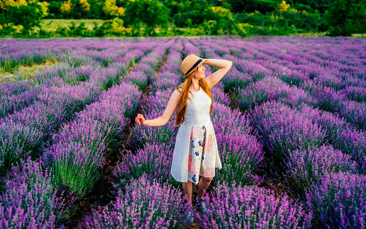 Shooting photo à Valensole, photo de mariage dans un champ de lavande à Valensole